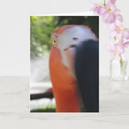 Tarjeta divertida de flamenco para cualquier perso