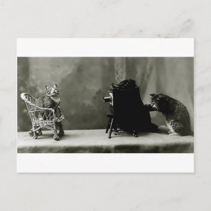 tarjeta divertida de gatos vintage foto gatos dive