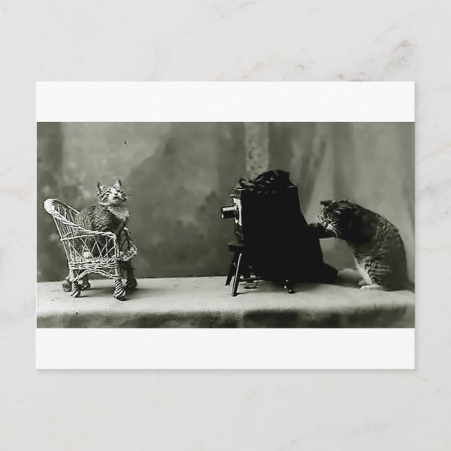 tarjeta divertida de gatos vintage foto gatos dive (Anverso)