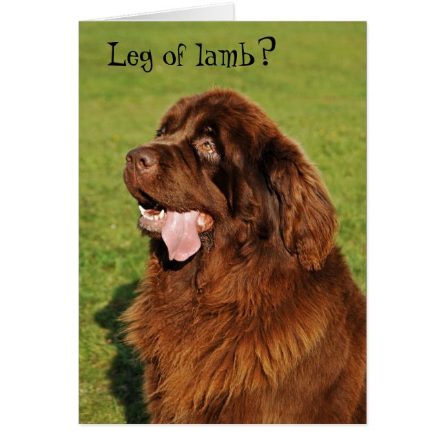 Tarjeta divertida de Newfoundland (Frente)