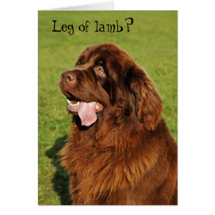 Tarjeta divertida de Terranova