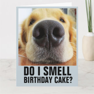 TARJETA DO I SMELL BIRTHDAY CAKE? FUNNY CLOSEUP DOG CARDS