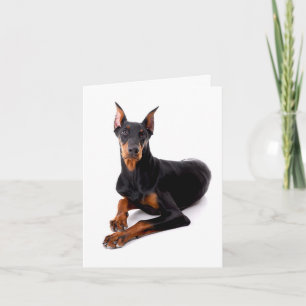 Tarjeta Doberman Pinscher Cachorro Perro en Blanco