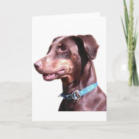 Doberman Pinscher Rojo