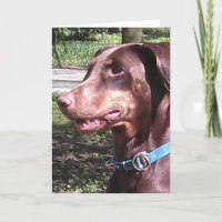 Doberman Pinscher Rojo