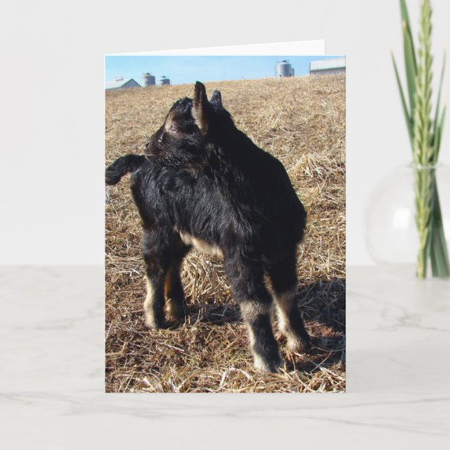 Tarjeta Dobie Goat Kid todas las ocasiones (Anverso)