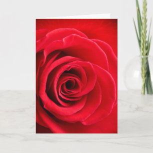 Tarjeta doblada del rosa rojo