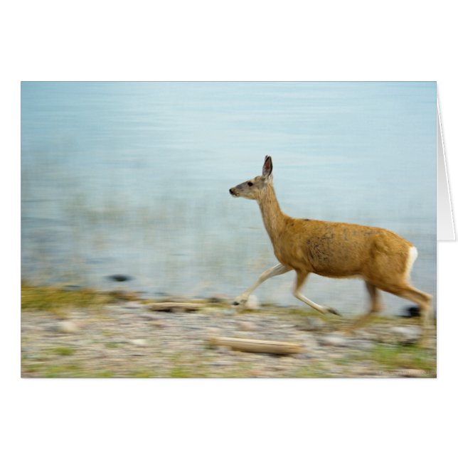 Tarjeta Doe en ejecución (Anverso (Horizontal))