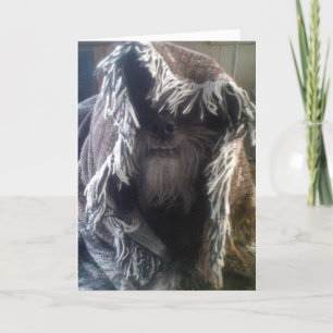 TARJETA DOGGIE IN BLANKETS DICE "HOLA"