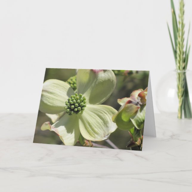 Tarjeta Dogwood (Anverso)