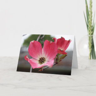 Tarjeta Dogwood rosa en blanco