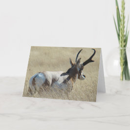Tarjeta Dólar de la sol del antílope de A14 Pronghorn