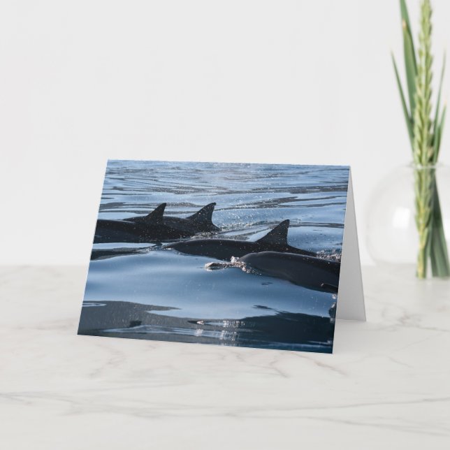 Tarjeta Dolphin Birthday (Anverso)