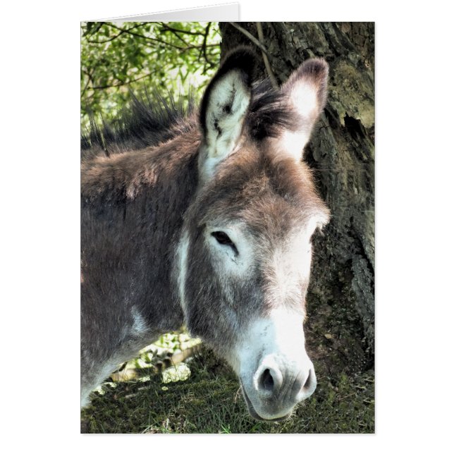 tarjeta DONKEY (Frente)