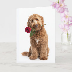 Tarjeta Doodle San Valentín – Rizos Dulces, Amor Verdadero