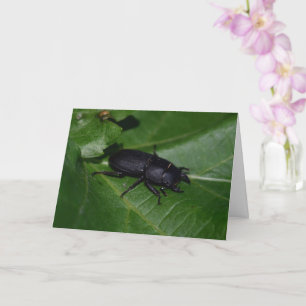 Tarjeta Dorcus parallelipipedus , el escarabajo de menor t