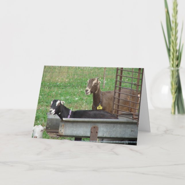 Tarjeta Dormir en mi alimentador (Anverso)