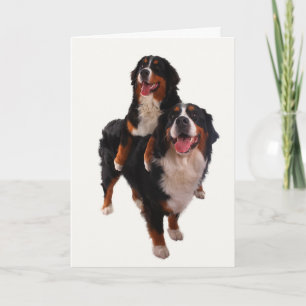 Tarjeta Dos bernese