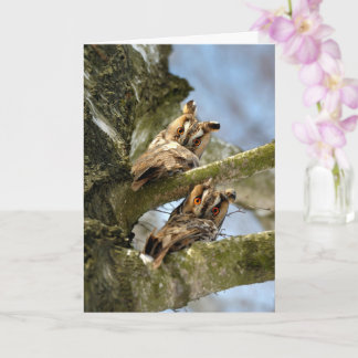 Tarjeta Dos búhos en el bosque, aves, vida silvestre Acríl