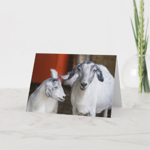 Tarjeta Dos cabras blancas