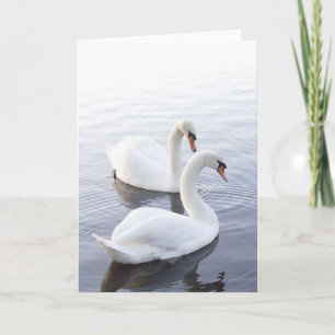 Tarjeta Dos cisnes nadando en un lago tranquilo