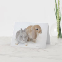 Dos Conejos | Enano Holandés y Holland Lop