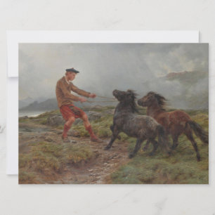 Tarjeta Dos estribaciones de Shetland en un polvoriento pa