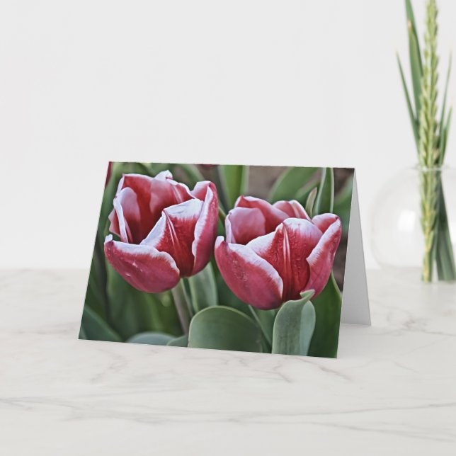 Tarjeta Dos flores de tulipán magenta (Anverso)