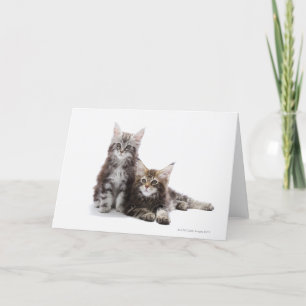 Tarjeta Dos gatitos de Maine coon cat