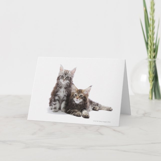 Tarjeta Dos gatitos de Maine coon cat (Anverso)