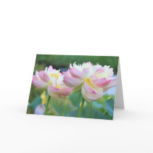 Dos hermosas flores de loto