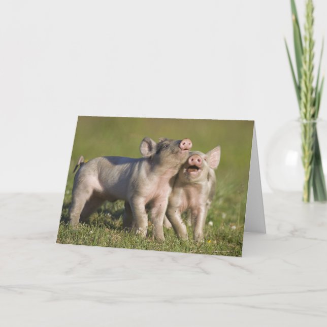 Tarjeta Dos lechones blancos jugando en campo (Anverso)