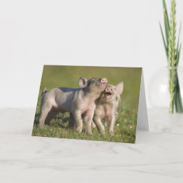 Tarjeta Dos lechones blancos jugando en campo