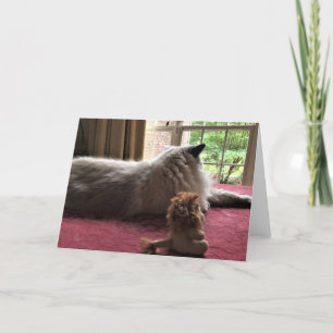 Tarjeta Dos leones, carta