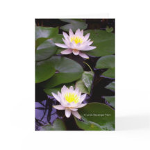 Dos lirios de la agua ligera