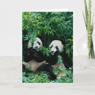 Tarjeta Dos pandas que comen el bambú junto, Wolong, 2