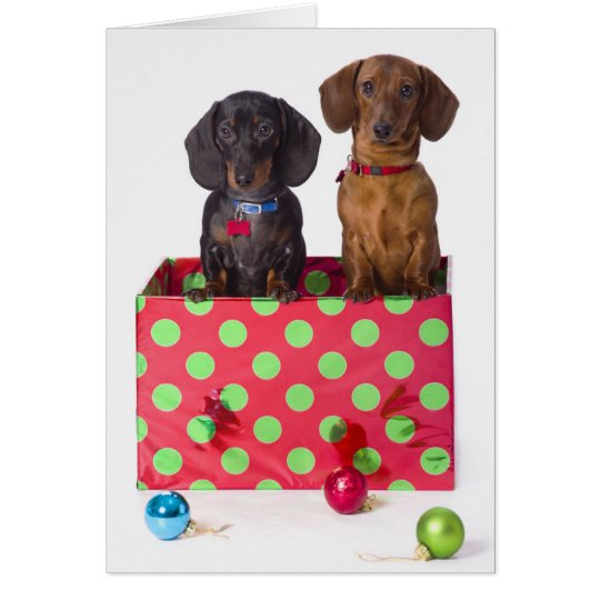 Tarjeta Dos perritos del Dachshund