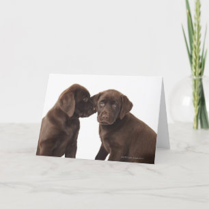 Tarjeta Dos perritos del labrador retriever del chocolate