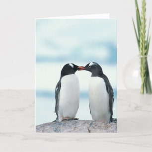 Tarjeta Dos pingüinos tocando picos