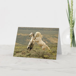 Tarjeta Dos Stallions salvajes luchan