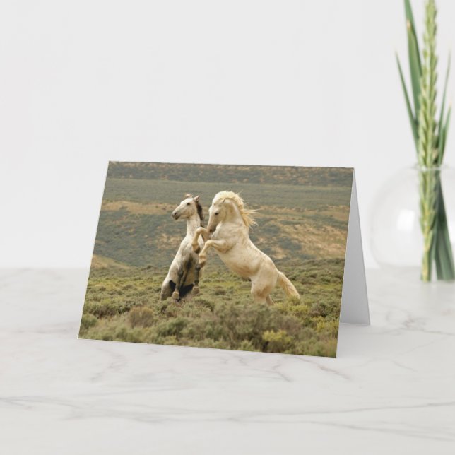 Tarjeta Dos Stallions salvajes luchan (Anverso)