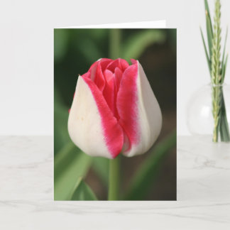 Tarjeta Dos Tulipanes Rosa Y Blanco Tono