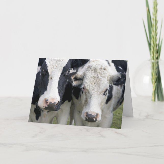 Tarjeta Dos vacas levantan la vista para saludar. (Anverso)