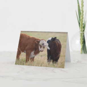 Tarjeta Dos vacas nuzzing