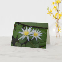 Dos Waterlios Blancos