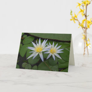 Tarjeta Dos Waterlios Blancos