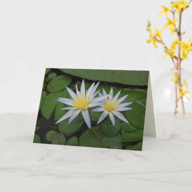 Tarjeta Dos Waterlios Blancos (flor amarilla)