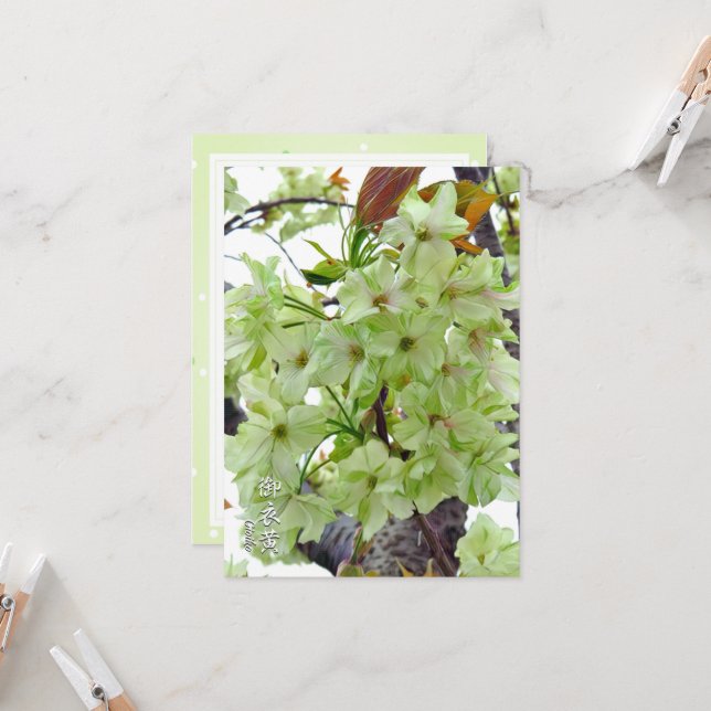 Tarjeta Double Cherry Blossom: Gioiko (Anverso/Reverso In Situ)