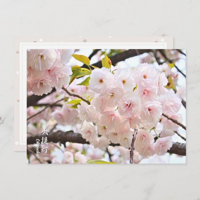 Tarjeta Double Cherry Blossom: Oh-jochin (Anverso / Reverso)