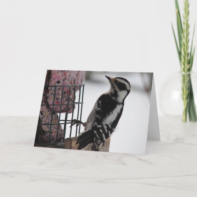 Tarjeta Downy Woodpecker (Anverso)